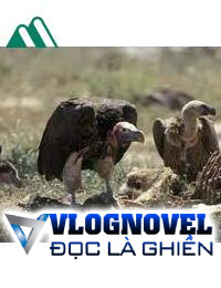 Hoa Hồng Trao Kền Kền